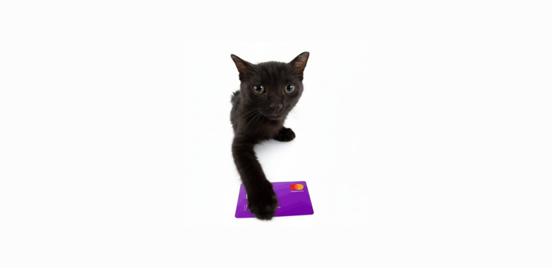 Gato com cartão de crédito.
